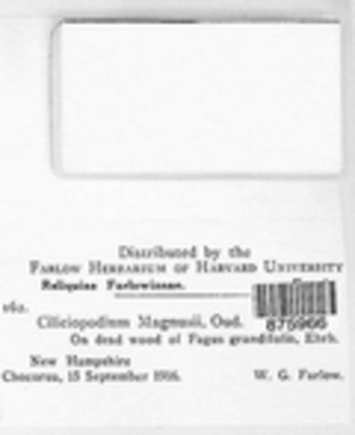 Ciliciopodium magnusii image
